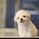 도그마루 강아지 고양이 양산화명점 이미지