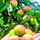 서기농장 이미지