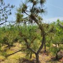 금송농장2 이미지