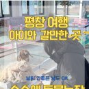 해종농장 | 평창 아이랑 가볼만한 곳 숲속에 동물농장 솔직 후기-실내 있어서 날씨 상관 없이 OK - 동물농장 여름 겨울