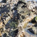 안면도 풀하우스 펜션 | 안면도펜션 방포/꽃지해수욕장 인근이어서 갯벌체험도 하고 왔어요 !