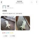 청강대 고양이 민주크레토스봉팔의 유래.jpg 이미지