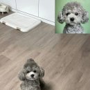양모아네뜨