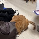 호화로이 이미지