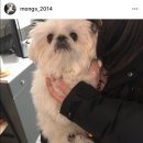 멍이랑몽이 미용 이미지