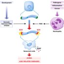 Neutrophils: mediating TelOxidation and senescence 이미지