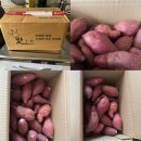 맛통령 베니하루카 꿀 고구마