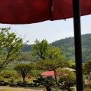 커피와소나무 이미지