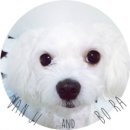 빠박이 애견미용 이미지