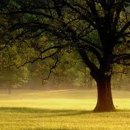 아낌없이주는나무 이미지