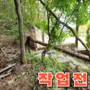 미르조경 | 돌담 옆 쓰러진 나무, 1시간 안에 해결한 후기