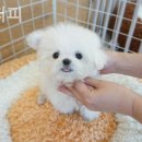 히얼퍼피 이미지