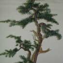 노간주나무(杜松) 이미지