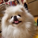 J@야니스타일 네이버블로그