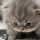 꿈꾸는 고양이 이미지