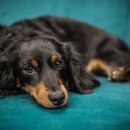 강아지의 품격 이미지