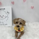 방울이네 펫살롱 | 서창동 애견미용실 추천 우리 강아지 첫미용 세심한 케어에 감동해주신 정성 후기