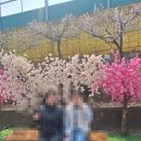 매화미르마을 | 🌸 양산 원동매화축제 마지막날 다녀온 후기