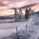 눈속에피는꽃 이미지