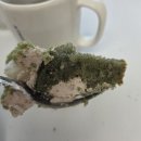 이마트24 부산토성점 | 이마트24 x 뽀니 협업! 쑥케이크 2종(쑥버무리 찰떡크림빵 &amp; 쑥쑥팥팥크림케이크) 내돈내산 솔직 후기