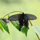 나무사이로 이미지