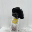 멍실멍실 이미지