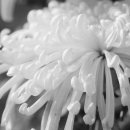 안산시청 2별관 (구)단원보건소 앞 | 김대중 대통령의 장례식은 국장으로 치뤄진대요.. 국장과 국민장의 차이는 무엇일까요? 분향소는 또...