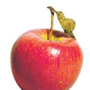 사과, 맛있기로 유명한 예산사과… 비타민C·칼륨 많아 피부미용 효과·고혈압 예방 이미지