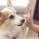 도그비잉펫케어 이미지