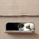 고양이집 이미지