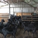 김규철농장 이미지