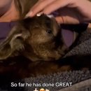 아기염소 이미지