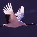 두루미네 이미지