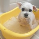 오 동물병원 이미지