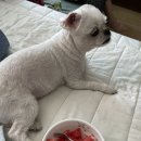 강남촌 | &lt;애견동반 여행&gt; 단양 당일치기 :)
