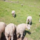 정선양떼목장 이미지