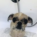 꼬몽그루밍 이미지