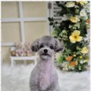 우리동네펫샵 이미지