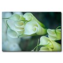 Calla lily 이미지