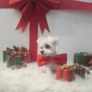 해리애견 | 부천애견미용ㅣ피부 고민 끝 말티즈 해리의 머드팩 관리 &amp; 전체 미용 후기 ✨