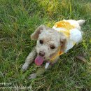 빠찌애견 이미지