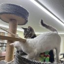 냥이조아 이미지