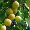 이준호농장 이미지