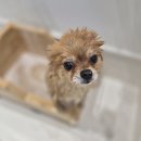 딱지애견샵 | [대구 애견 호텔] 호텔링 단골 딱지 장기숙박 &amp; 중간 목욕 케어🐶🛁 | 2025.12.30