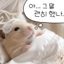 고깃집 왕고을 이미지