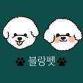 광주강아지분양 블랑펫 이미지