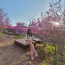 유가사길 | 해발 1,000m 능선을 붉게 물들인 비슬산 참꽃, 일몰 산행 후기