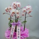 우림약품 이미지