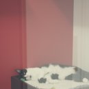 코코보노 고양이호텔 이미지