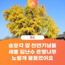숭모각 | 숭모각 앞 천연기념물 세종 임난수 은행나무 노랗게 물들었어요 (이송희 기자님)